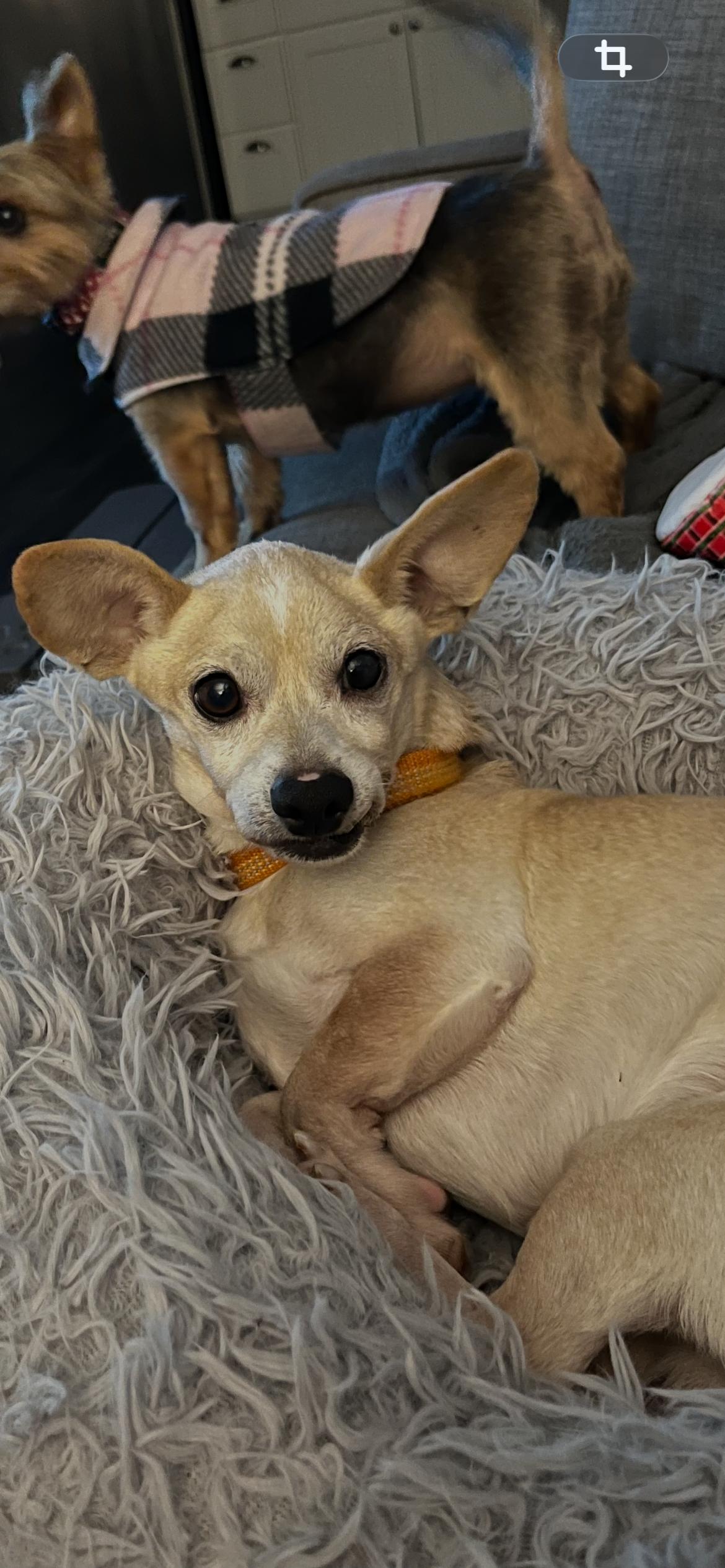 Enlarge Gummy Bear, an adopted Chihuahua in Olympia, WA image 4/4