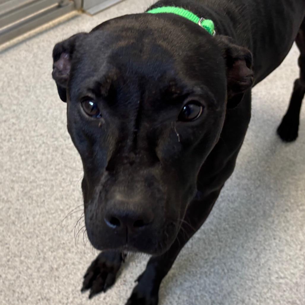 Enlarge Sesame - Coming Soon!, a Adoptable Mixed Breed in Naperville, IL image 1/5