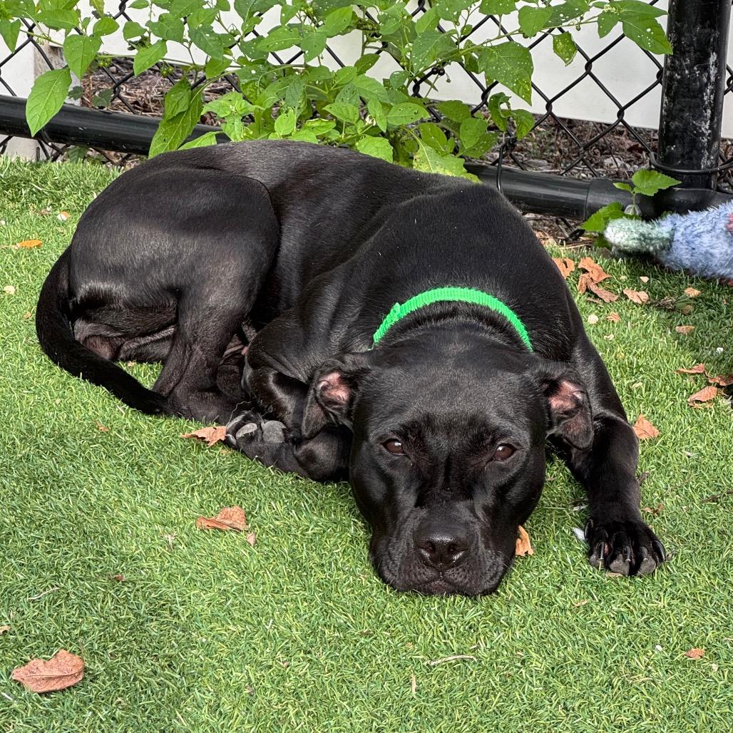 Enlarge Sesame - Coming Soon!, a Adoptable Mixed Breed in Naperville, IL image 2/5