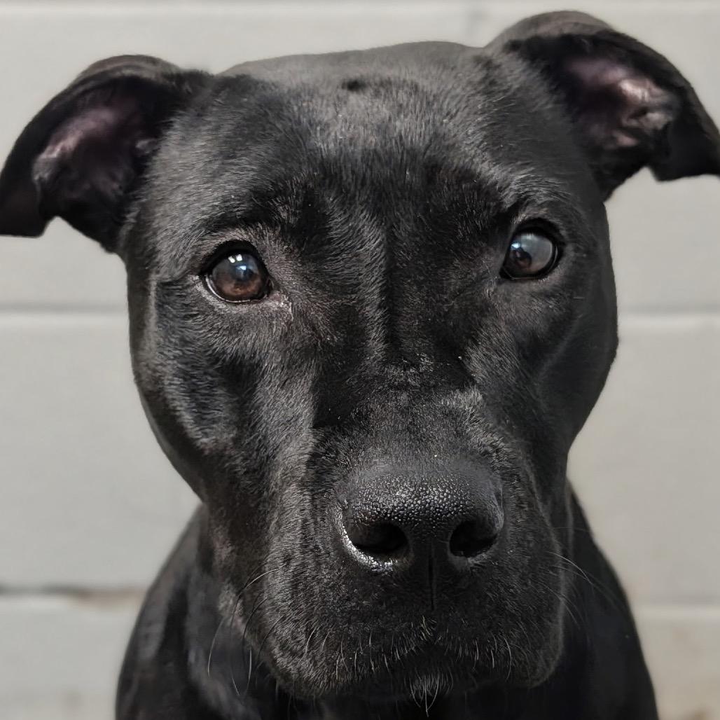 Enlarge Sesame - Coming Soon!, a Adoptable Mixed Breed in Naperville, IL image 3/5
