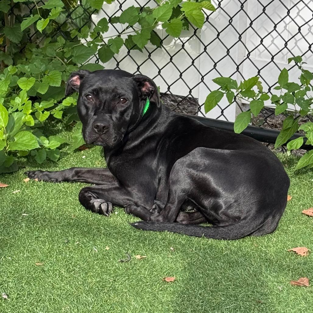 Enlarge Sesame - Coming Soon!, a Adoptable Mixed Breed in Naperville, IL image 4/5