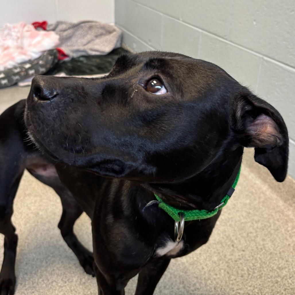Enlarge Sesame - Coming Soon!, a Adoptable Mixed Breed in Naperville, IL image 5/5