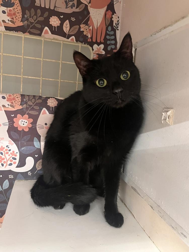 Enlarge Roxanne, a Adoptable Domestic Short Hair in Acworth, GA image 1/3