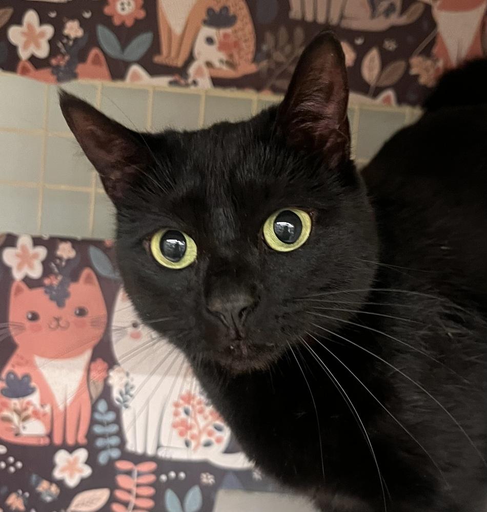 Enlarge Roxanne, a Adoptable Domestic Short Hair in Acworth, GA image 2/3