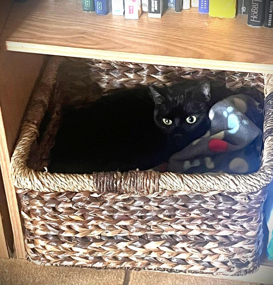 Enlarge Roxanne, a Adoptable Domestic Short Hair in Acworth, GA image 3/3