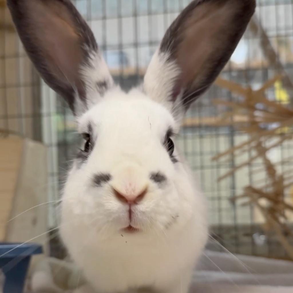 Enlarge Fezco, a Adoptable English Spot in San Francisco, CA image 1/2