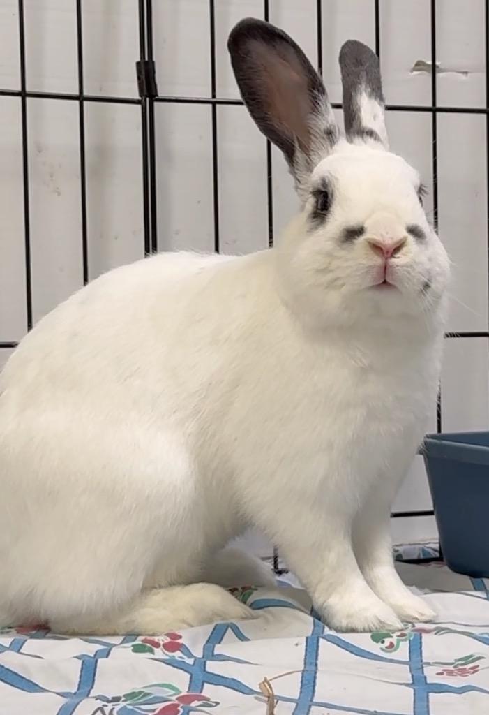 Enlarge Fezco, a Adoptable English Spot in San Francisco, CA image 2/2