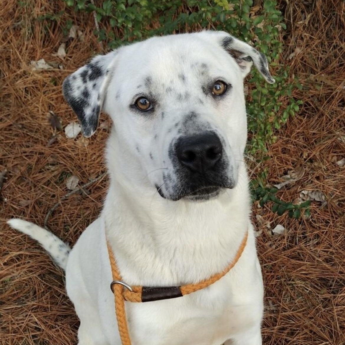 Buddy, a ADOPTABLE mixed breed in Heber Springs, AR image 5/6