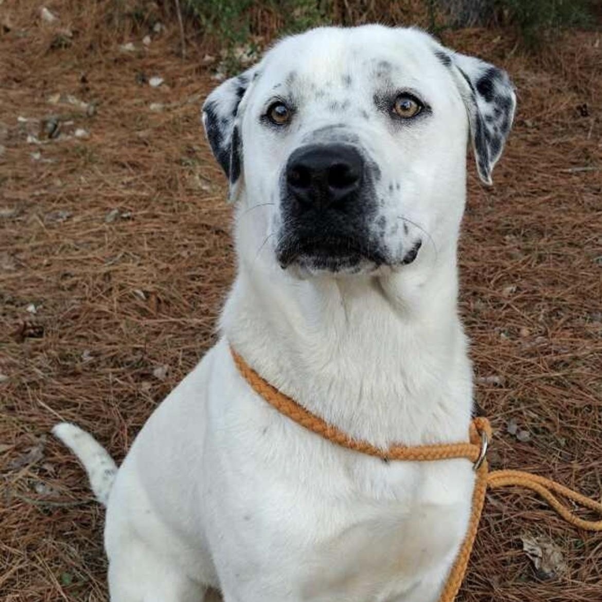 Buddy, a ADOPTABLE mixed breed in Heber Springs, AR image 2/6