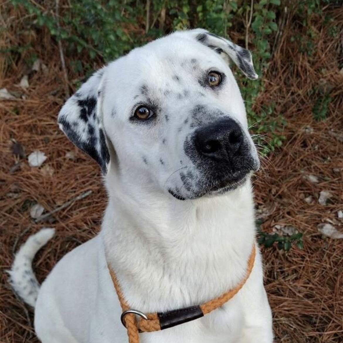 Buddy, a ADOPTABLE mixed breed in Heber Springs, AR image 3/6