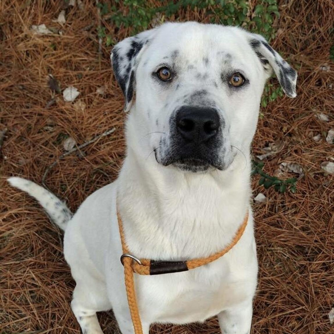 Buddy, a ADOPTABLE mixed breed in Heber Springs, AR image 4/6