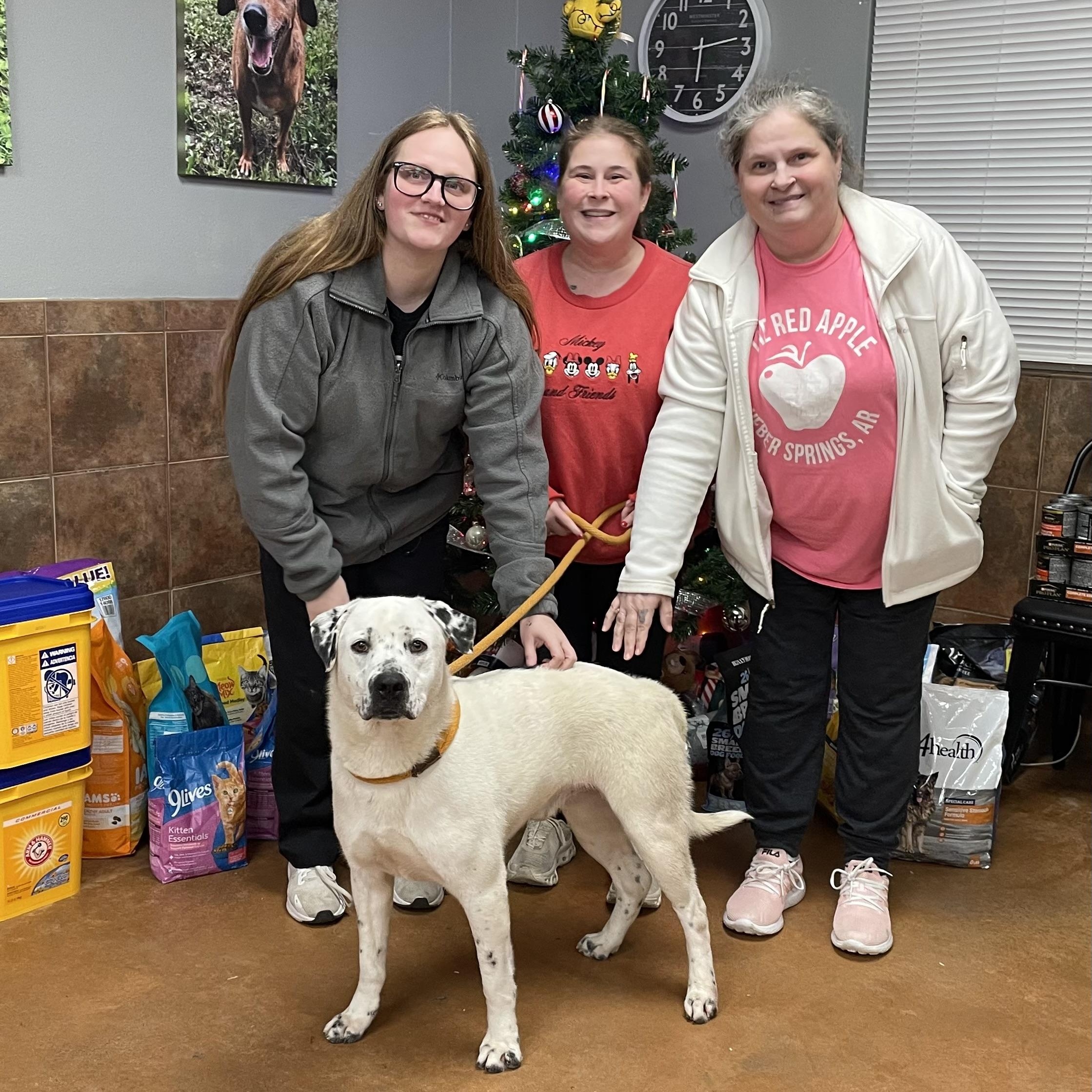 Buddy, a ADOPTABLE mixed breed in Heber Springs, AR image 6/6