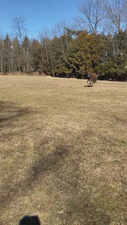 Enlarge Hershey & Peanut, a Adopted mixed breed in Dresher, PA video 1/5