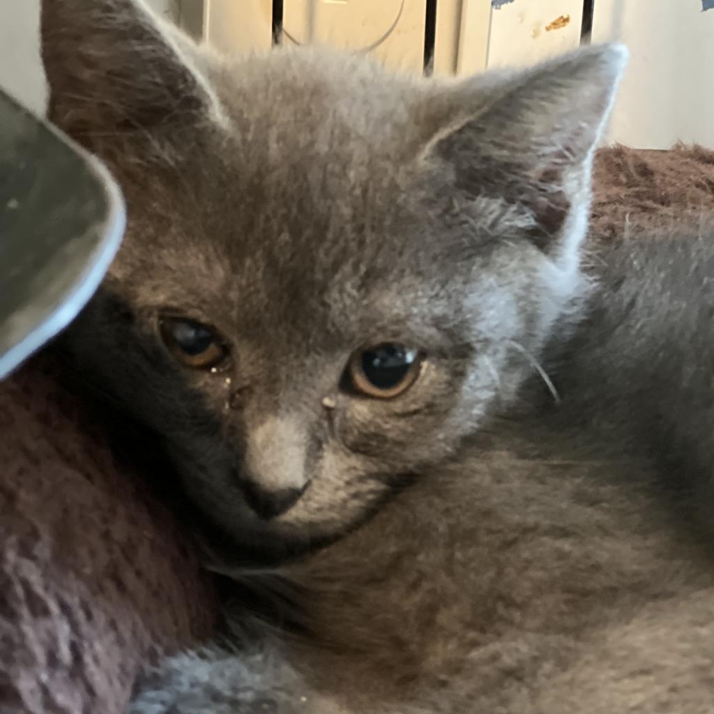 Finch - Shy, a Adoptable mixed breed in ATOKA, TN image 2/3