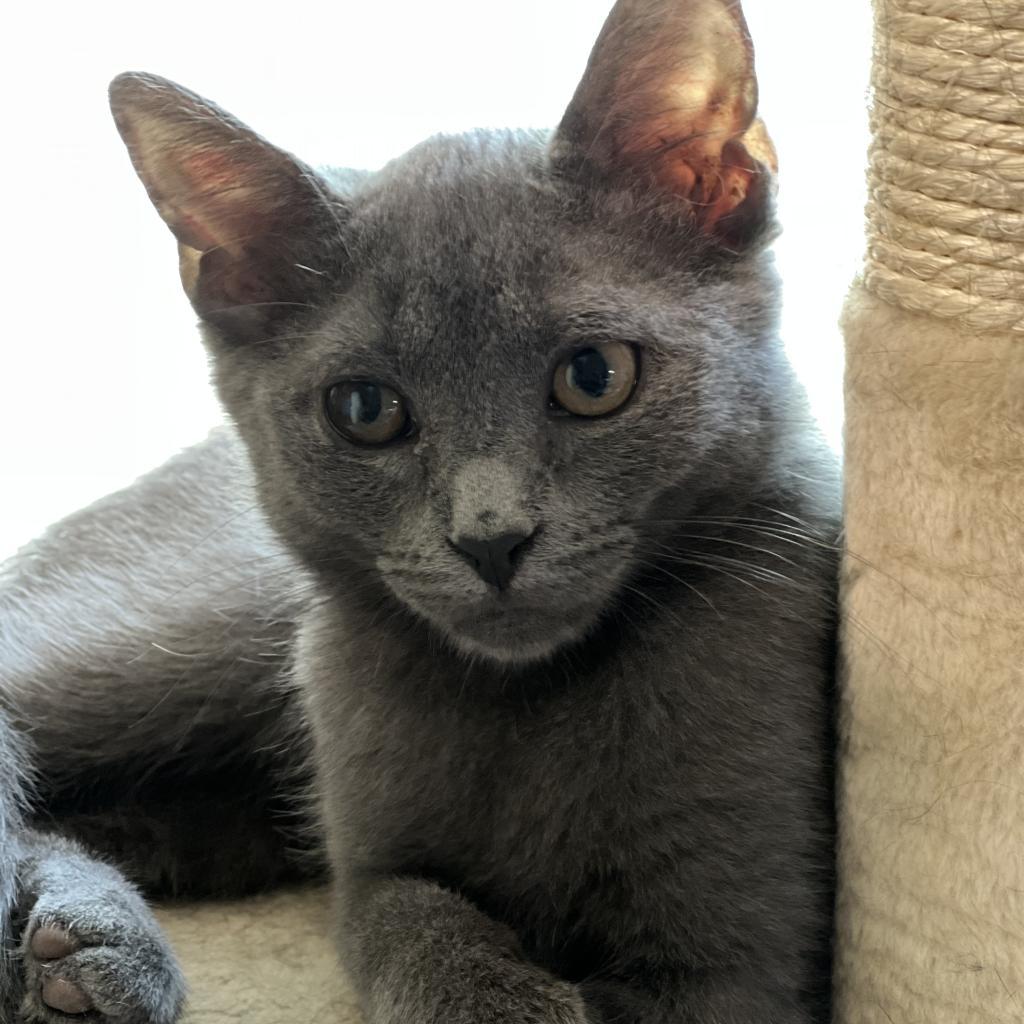 Finch - Shy, a Adoptable mixed breed in ATOKA, TN image 3/3