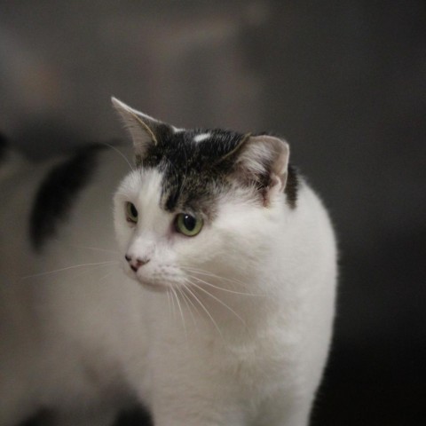 Crisanto, a Adoptable Domestic Short Hair in Lyndhurst, VA image 1/2
