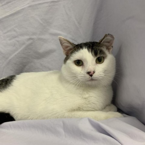 Crisanto, a Adoptable Domestic Short Hair in Lyndhurst, VA image 2/2