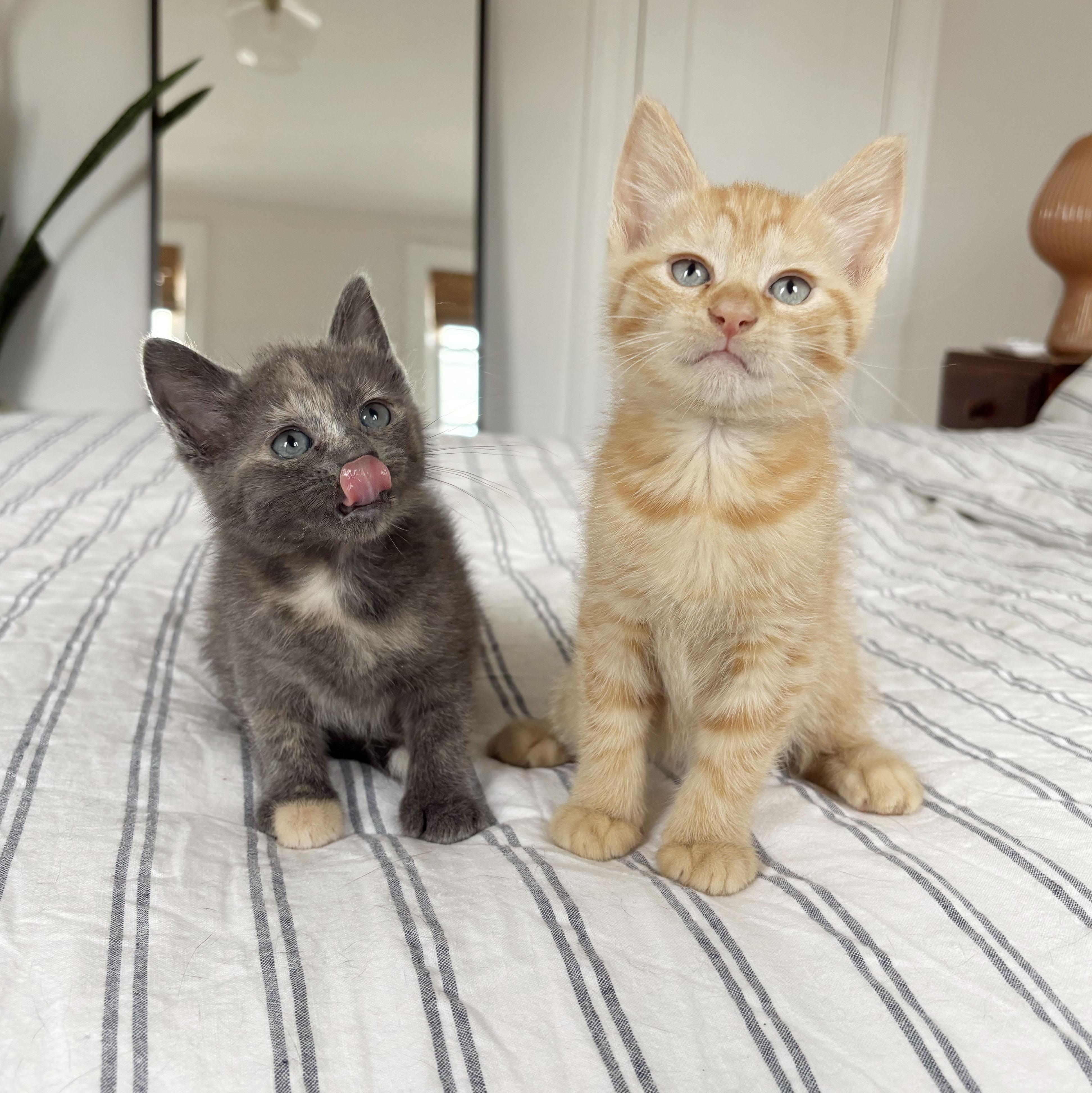 Enlarge Pinot Grigio & Sancerre, a Adoptable Domestic Short Hair in BROOKLYN, NY image 1/6