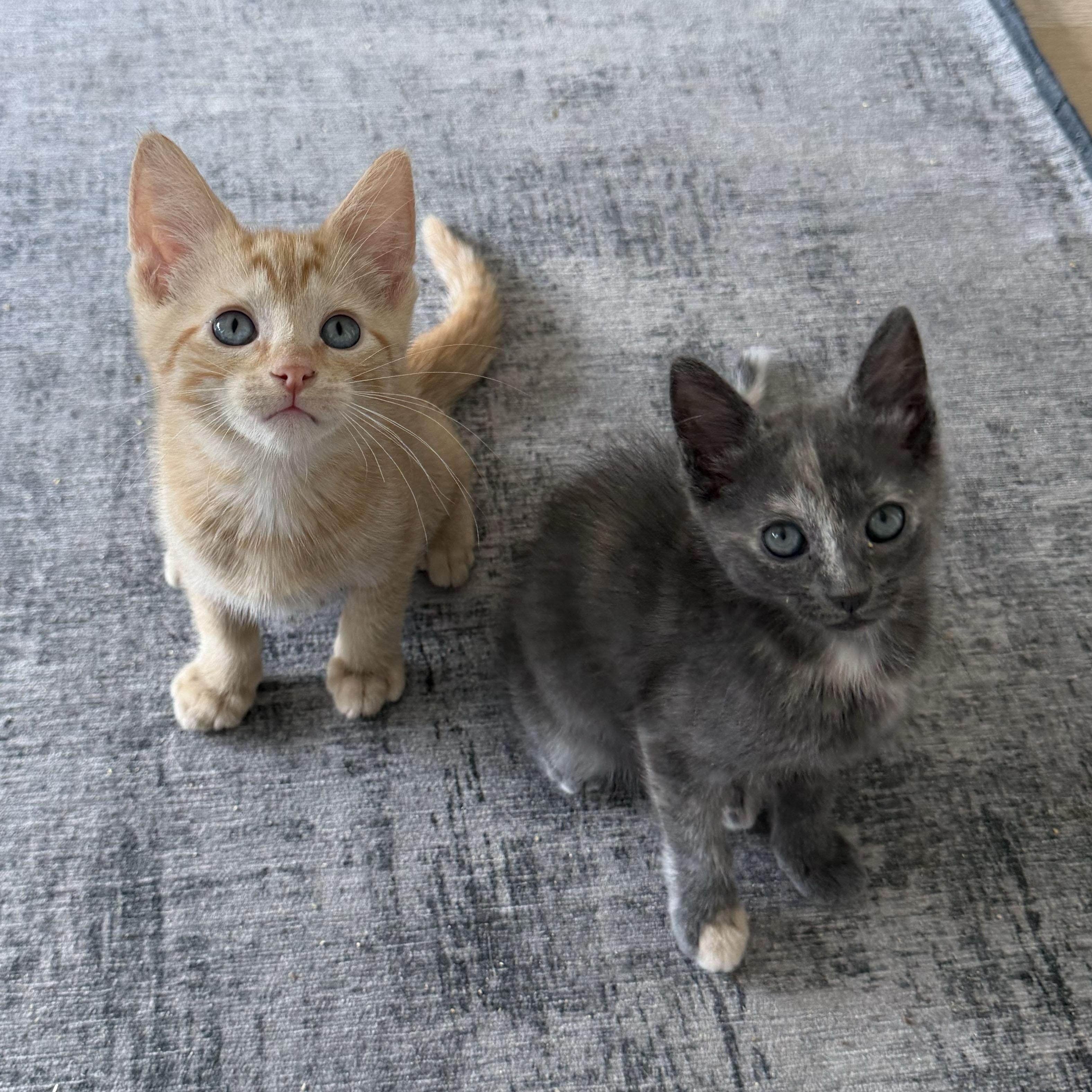 Enlarge Pinot Grigio & Sancerre, a Adoptable Domestic Short Hair in BROOKLYN, NY image 4/6