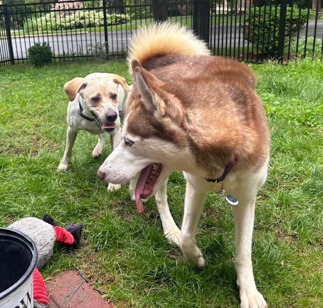 Our ginger gem, Gypsy, Young Female Siberian Husky