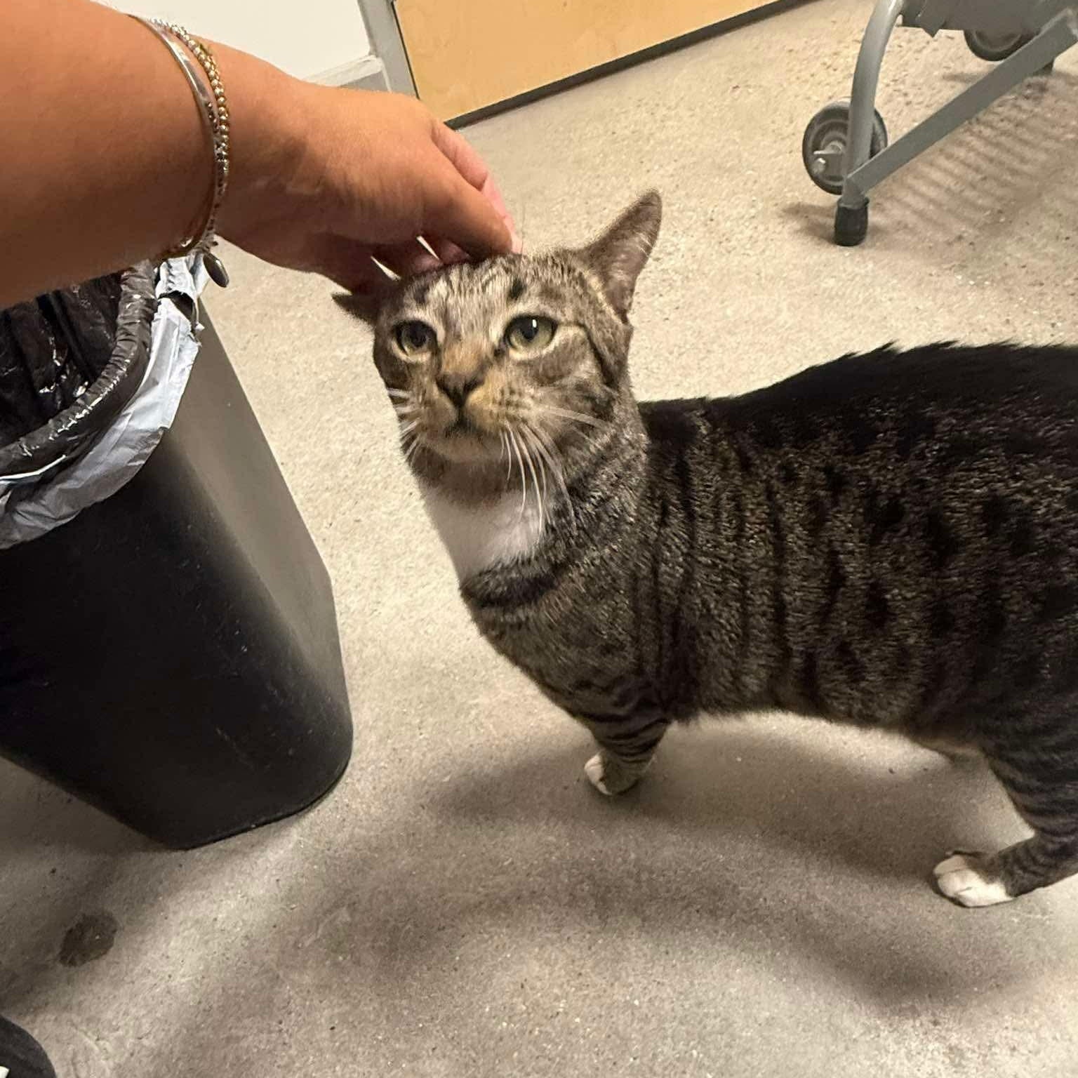 Enlarge Mr. Whiskers, an adopted Domestic Short Hair in Bourne, MA image 3/4