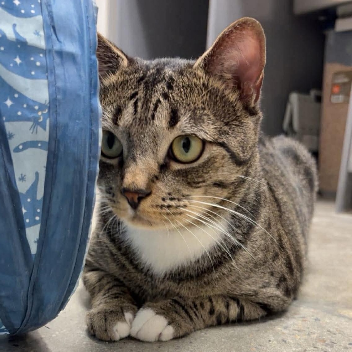 Enlarge Mr. Whiskers, an adopted Domestic Short Hair in Bourne, MA image 2/4