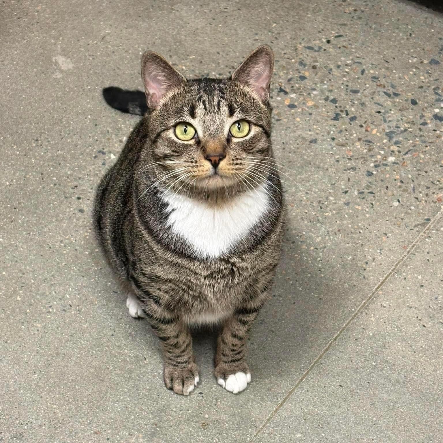 Mr. Whiskers, ADOPTABLE, Adult Male Domestic Short Hair.