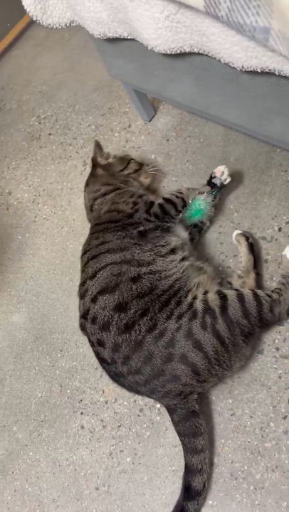 Enlarge Mr. Whiskers, an adopted Domestic Short Hair in Bourne, MA video 4/4