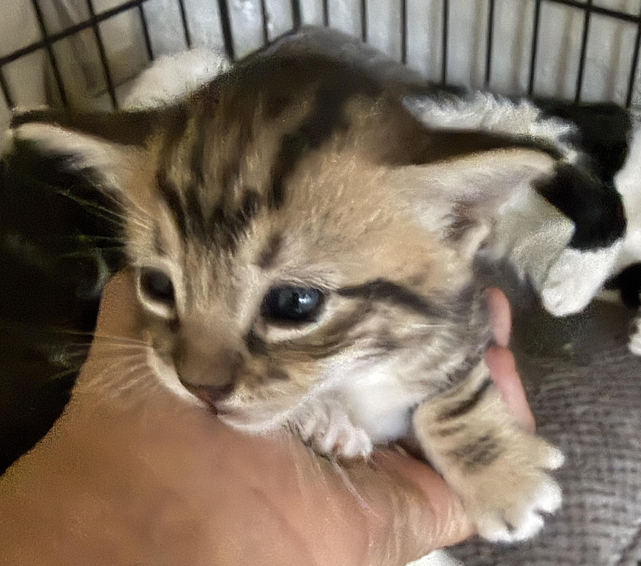 Rajah - The Tiger Kitten, adopted, Kitten Male Domestic Short Hair.