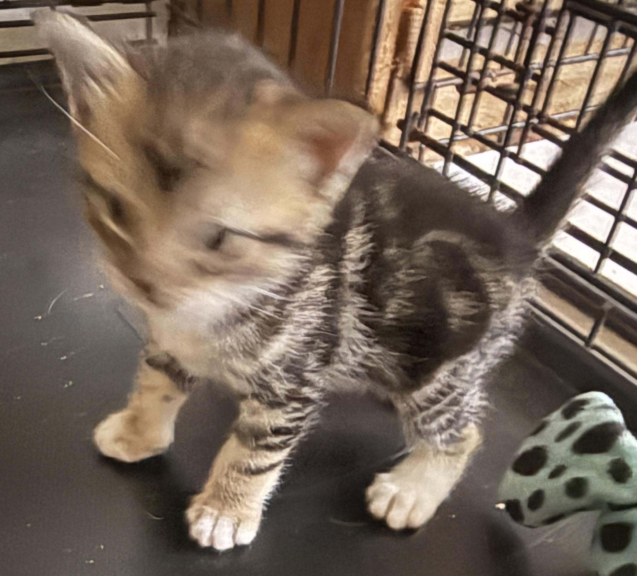 Enlarge Rajah - The Tiger Kitten, an adopted Domestic Short Hair in Princeton, NJ image 2/2