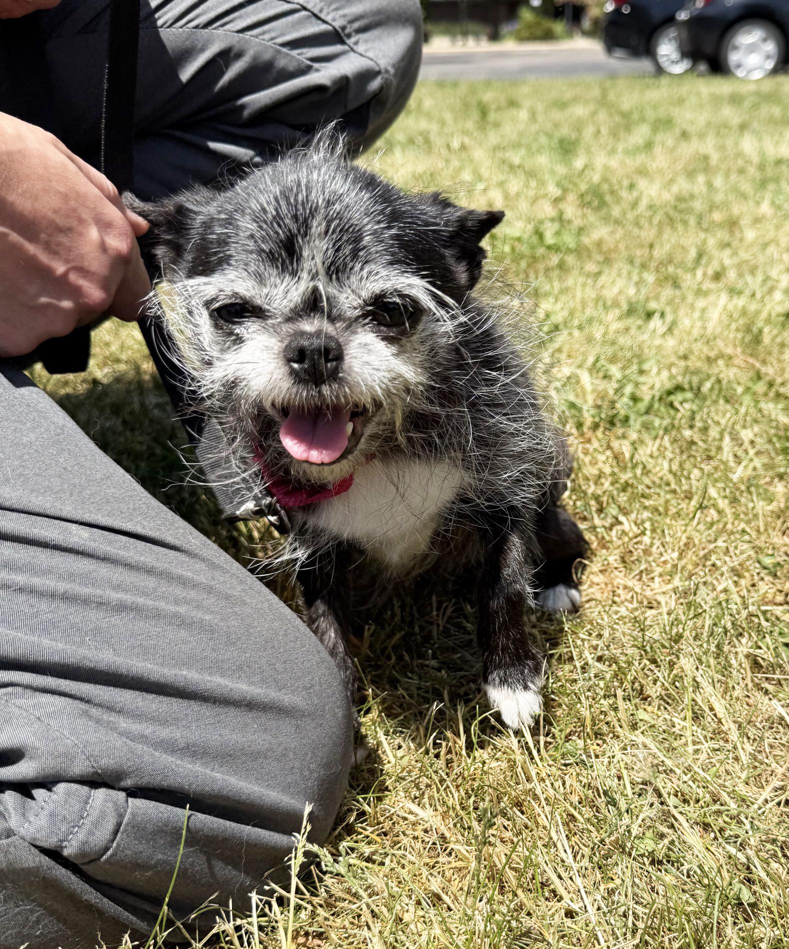 Wrigley-Bonded to Pablo, ADOPTABLE, Senior Female Chihuahua.