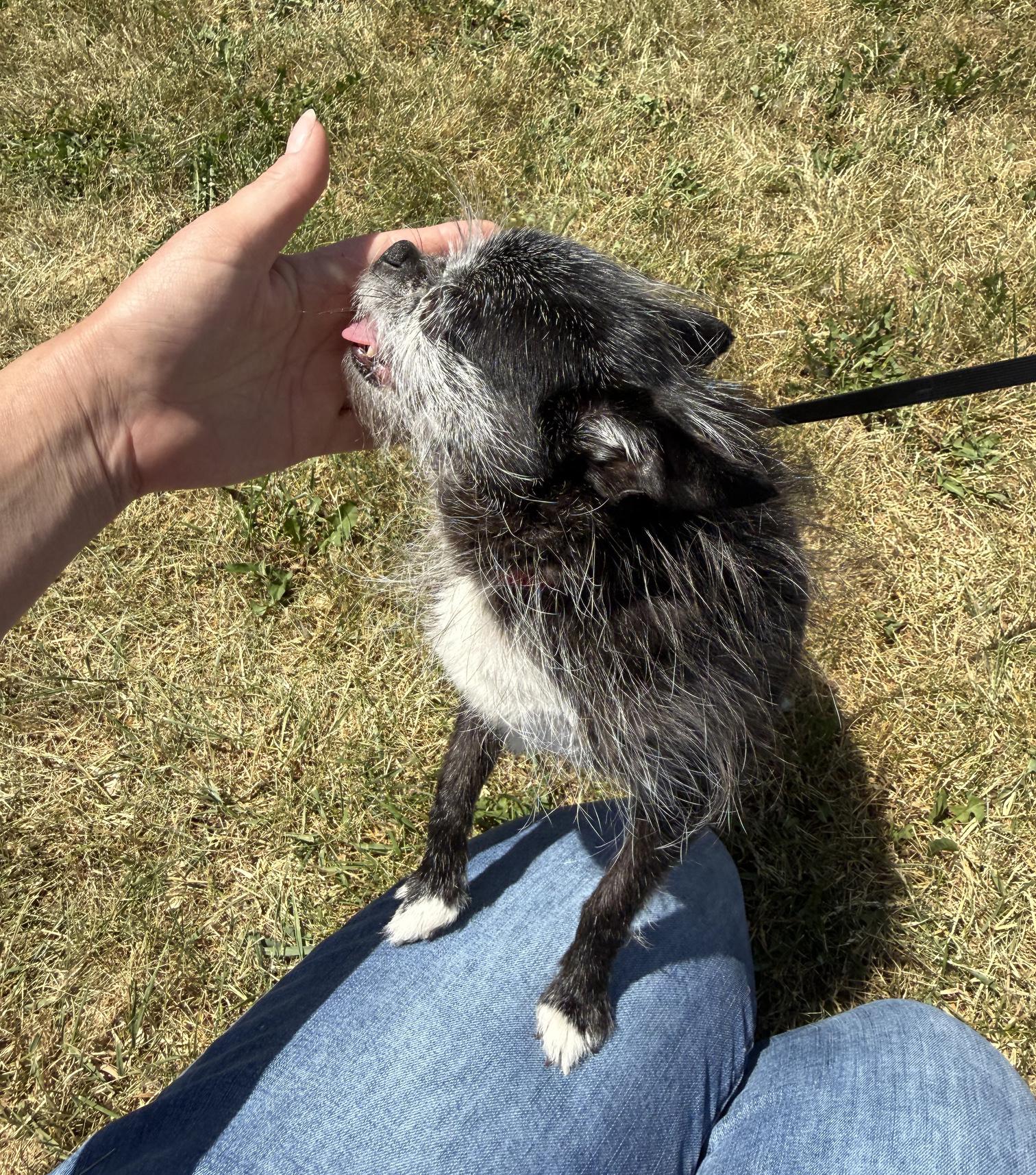 Enlarge Wrigley-Bonded to Pablo, a ADOPTABLE mixed breed in Oshkosh, WI image 6/6