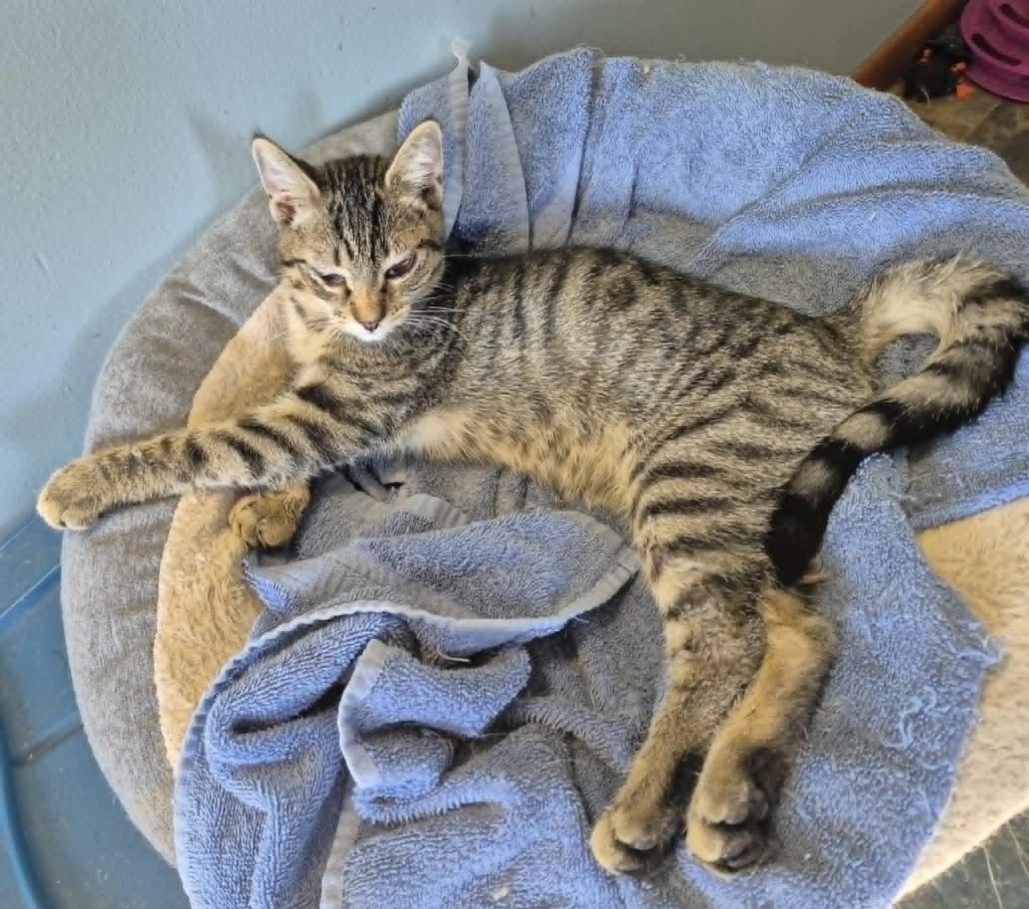 Goosebumps (Goose) 4