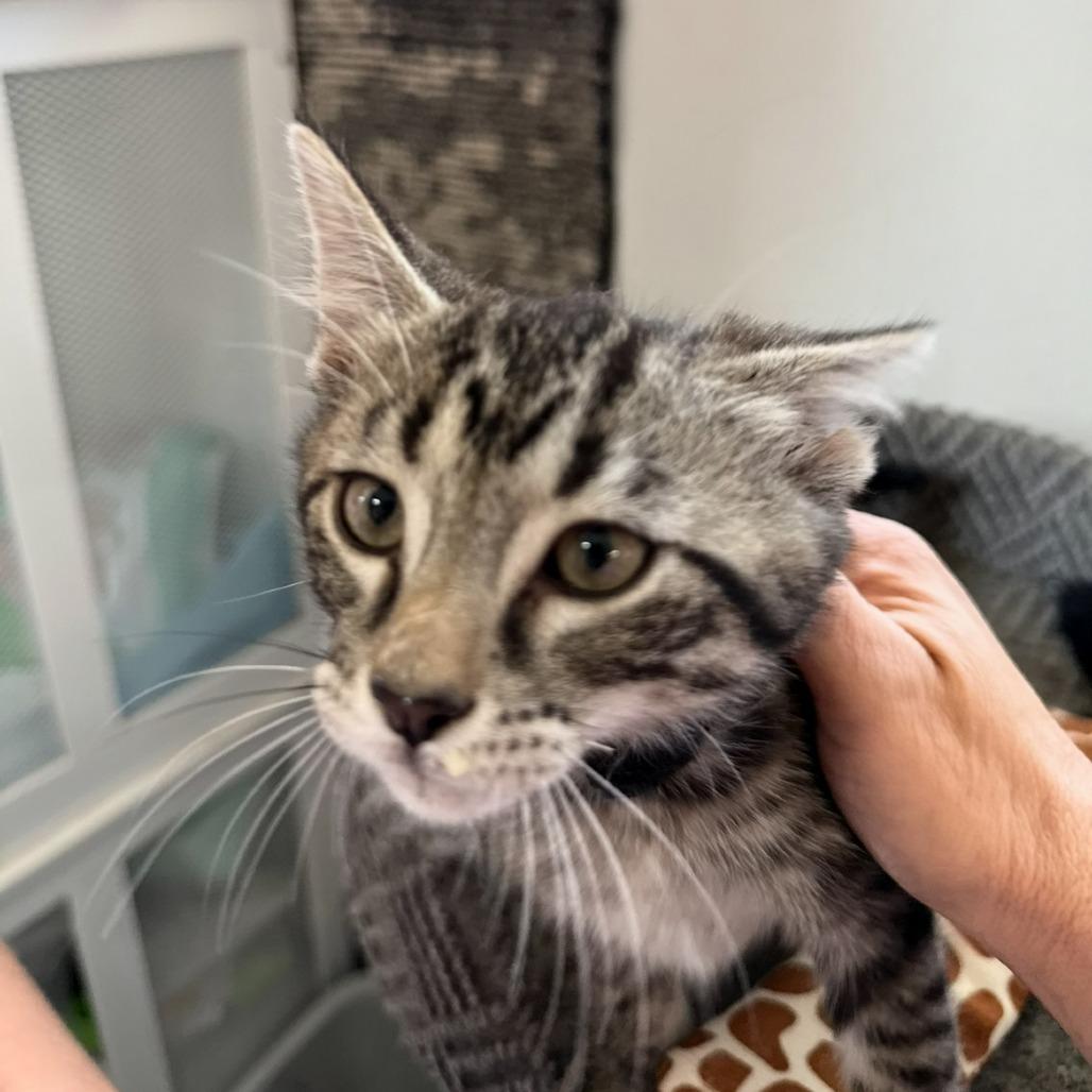 Cole III 25-121, Adoptable, Kitten Male Domestic Short Hair.