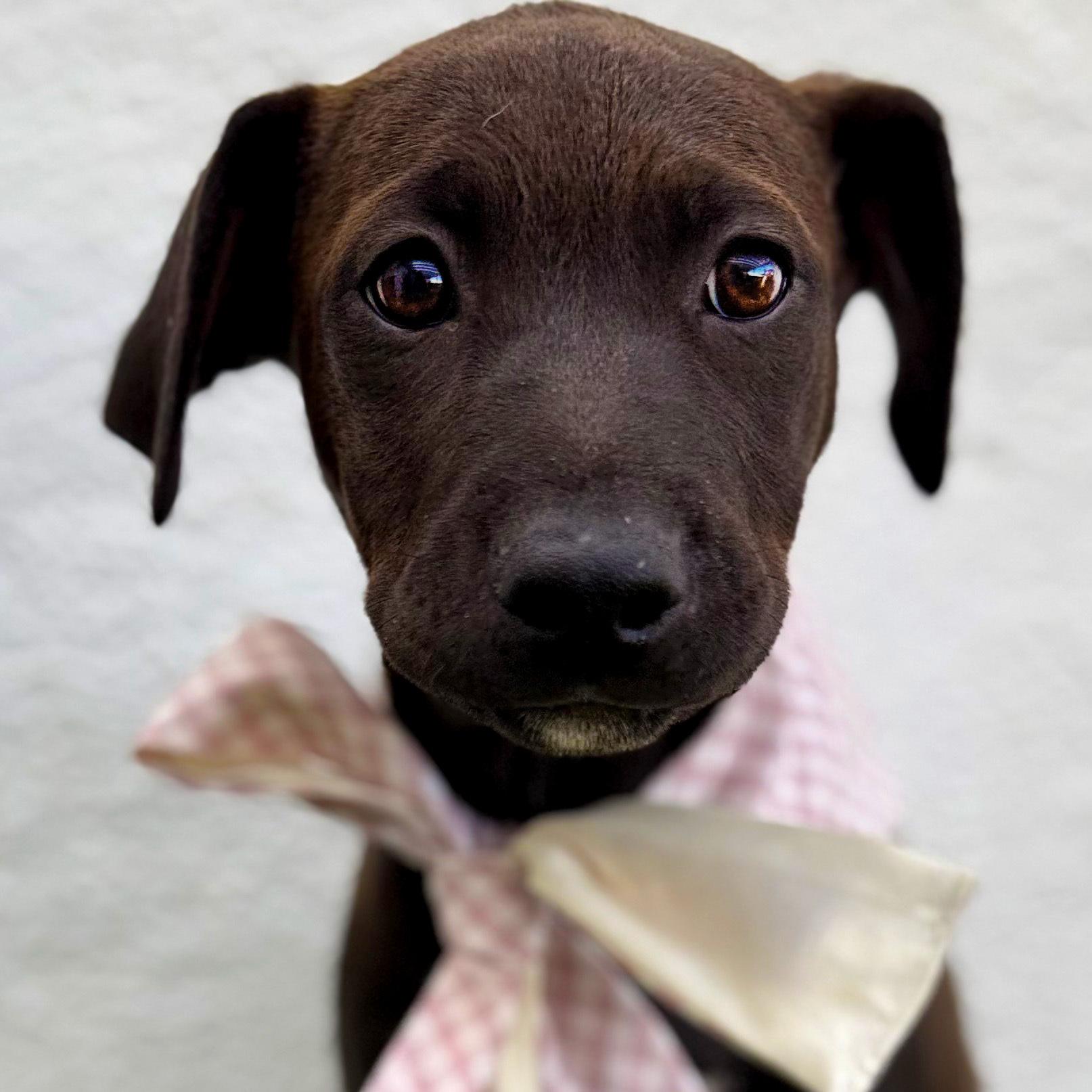 LULITA, Adoptable, Puppy Female Labrador Retriever.