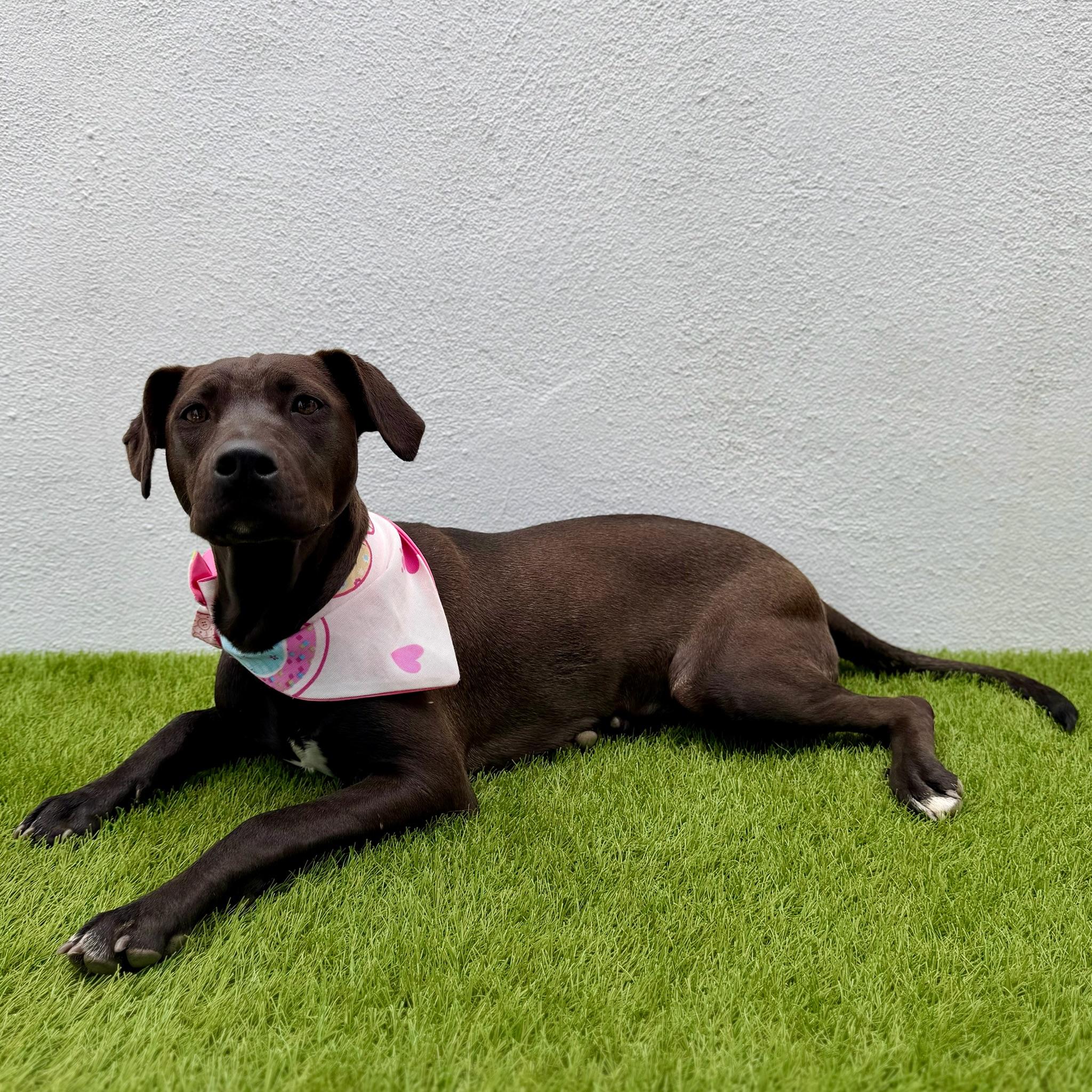 Enlarge MANGO, an adoptable Labrador Retriever in La Jolla, CA image 3/6