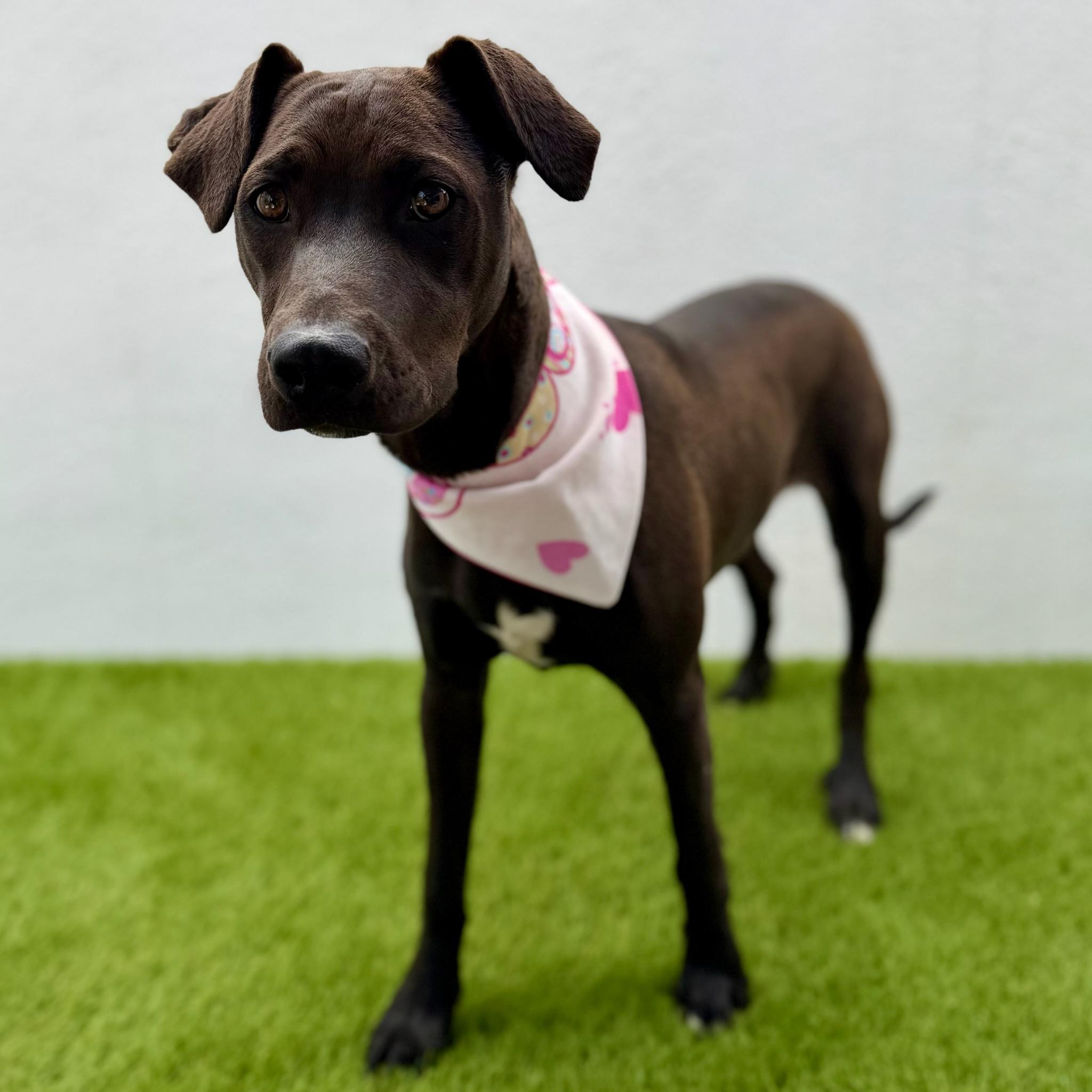 Enlarge MANGO, an adoptable Labrador Retriever in La Jolla, CA image 6/6
