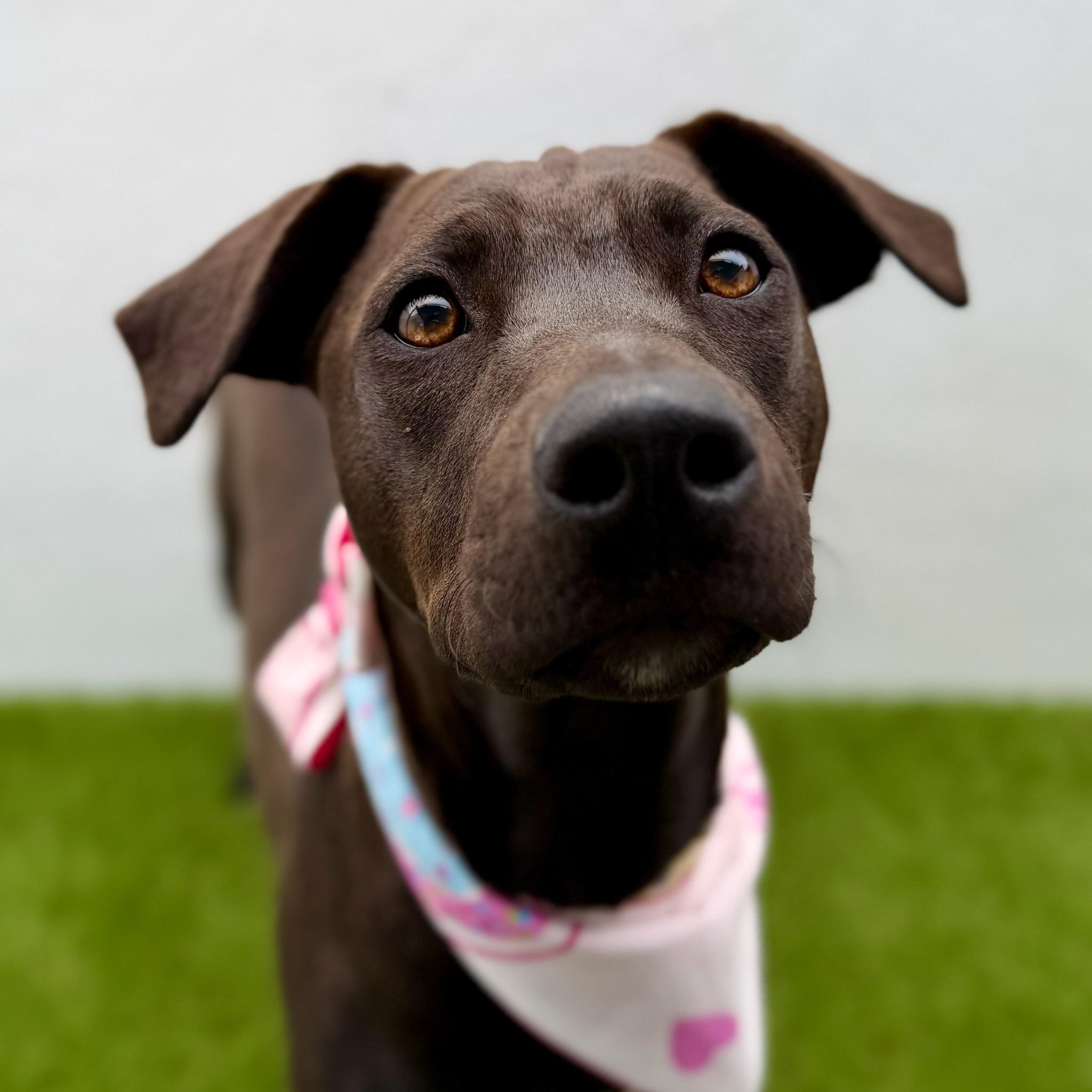 MANGO, adoptable, Puppy Female Labrador Retriever.
