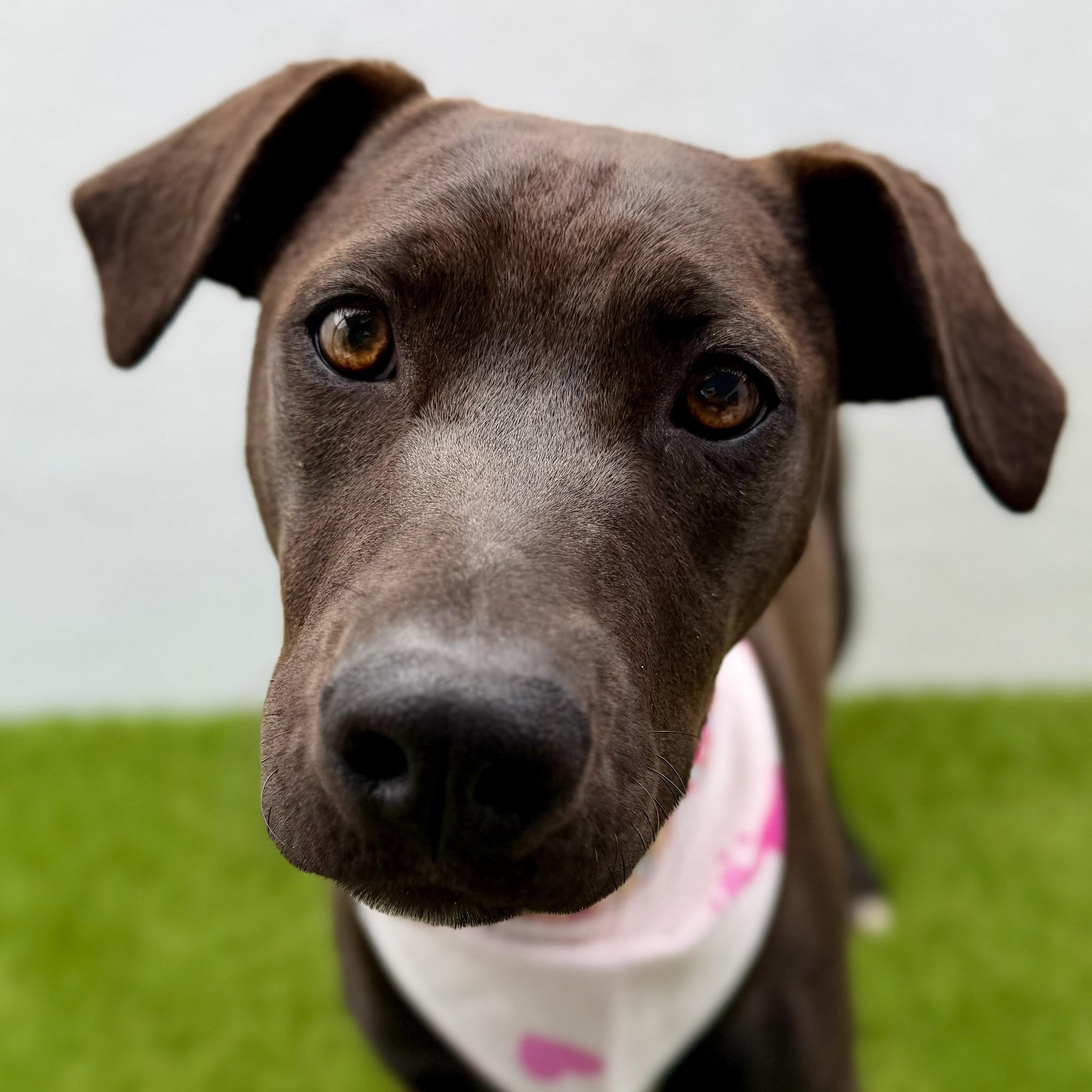 Enlarge MANGO, an adoptable Labrador Retriever in La Jolla, CA image 5/6