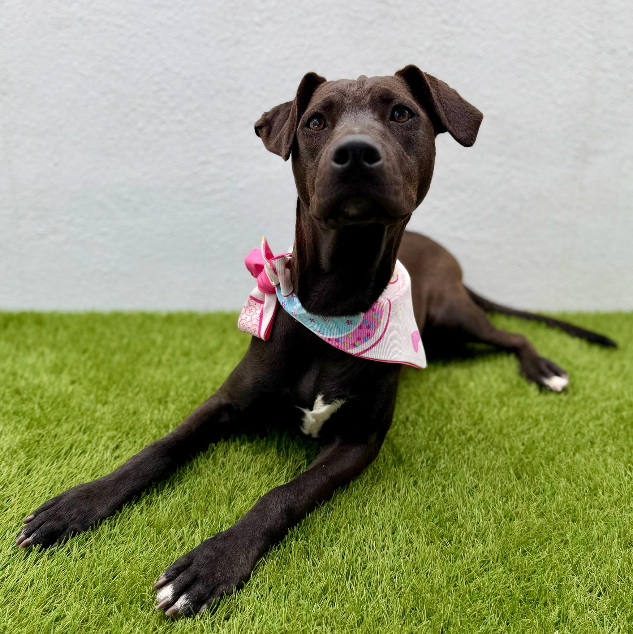 Enlarge MANGO, an adoptable Labrador Retriever in La Jolla, CA image 2/6