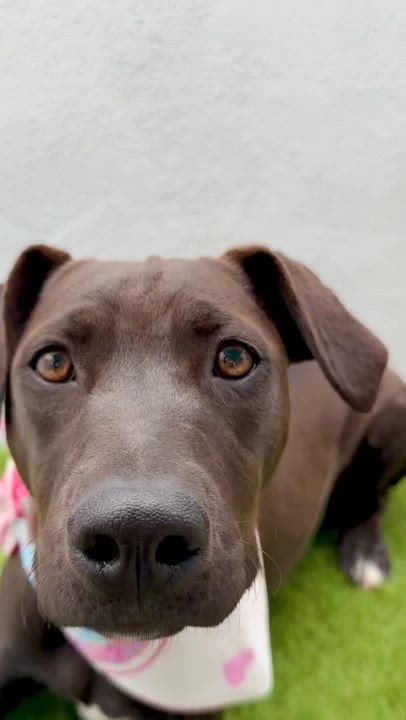 Enlarge MANGO, an adoptable Labrador Retriever in La Jolla, CA video 4/6