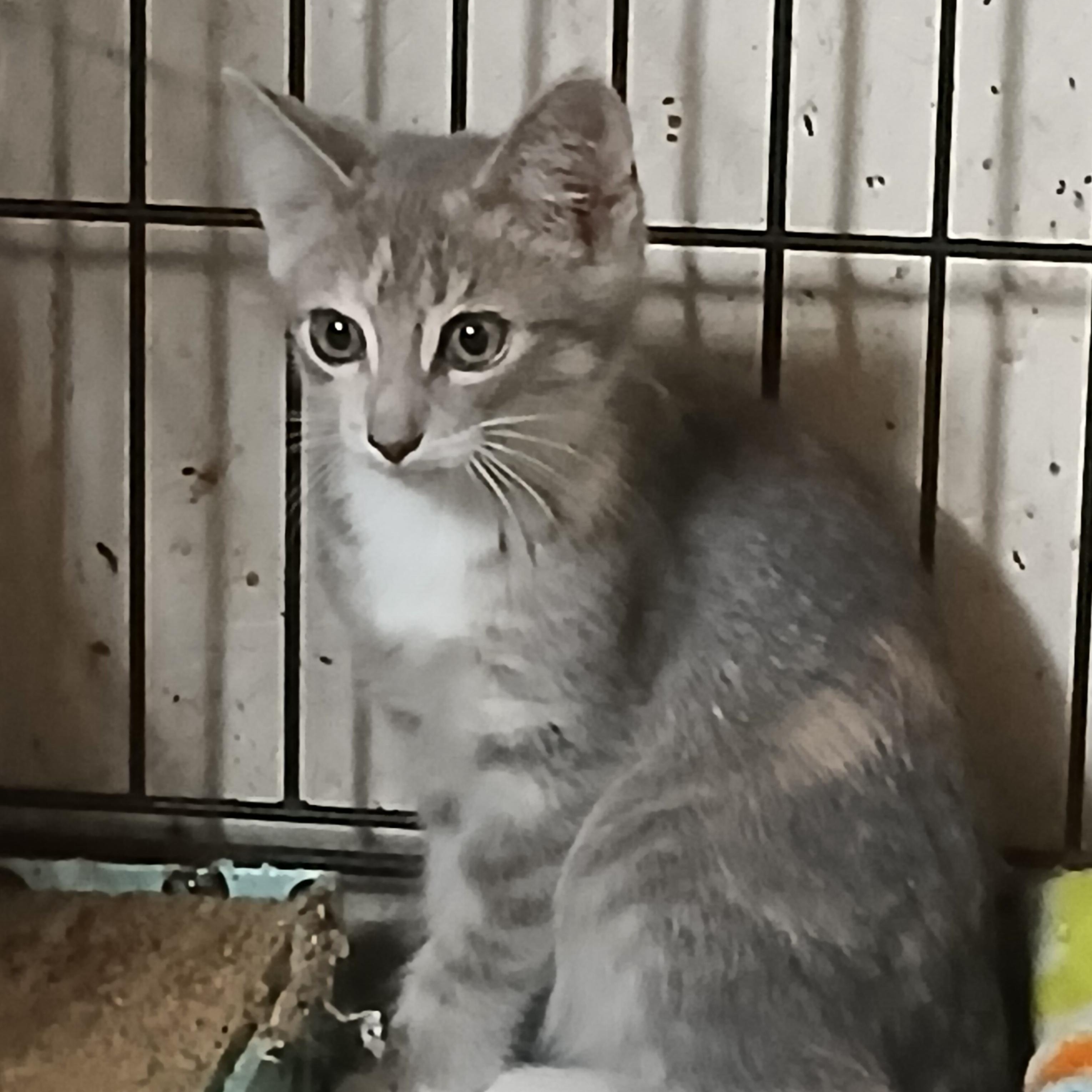 Dusty Canyon, adoptable, Kitten Female Dilute Calico & Domestic Short Hair.