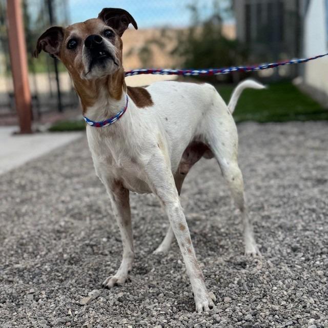 Enlarge Rocky, a Adoptable mixed breed in Bullhead City, AZ image 1/2