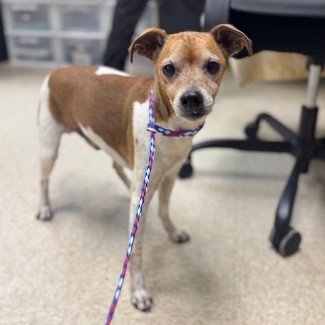 Enlarge Rocky, a Adoptable mixed breed in Bullhead City, AZ image 2/2