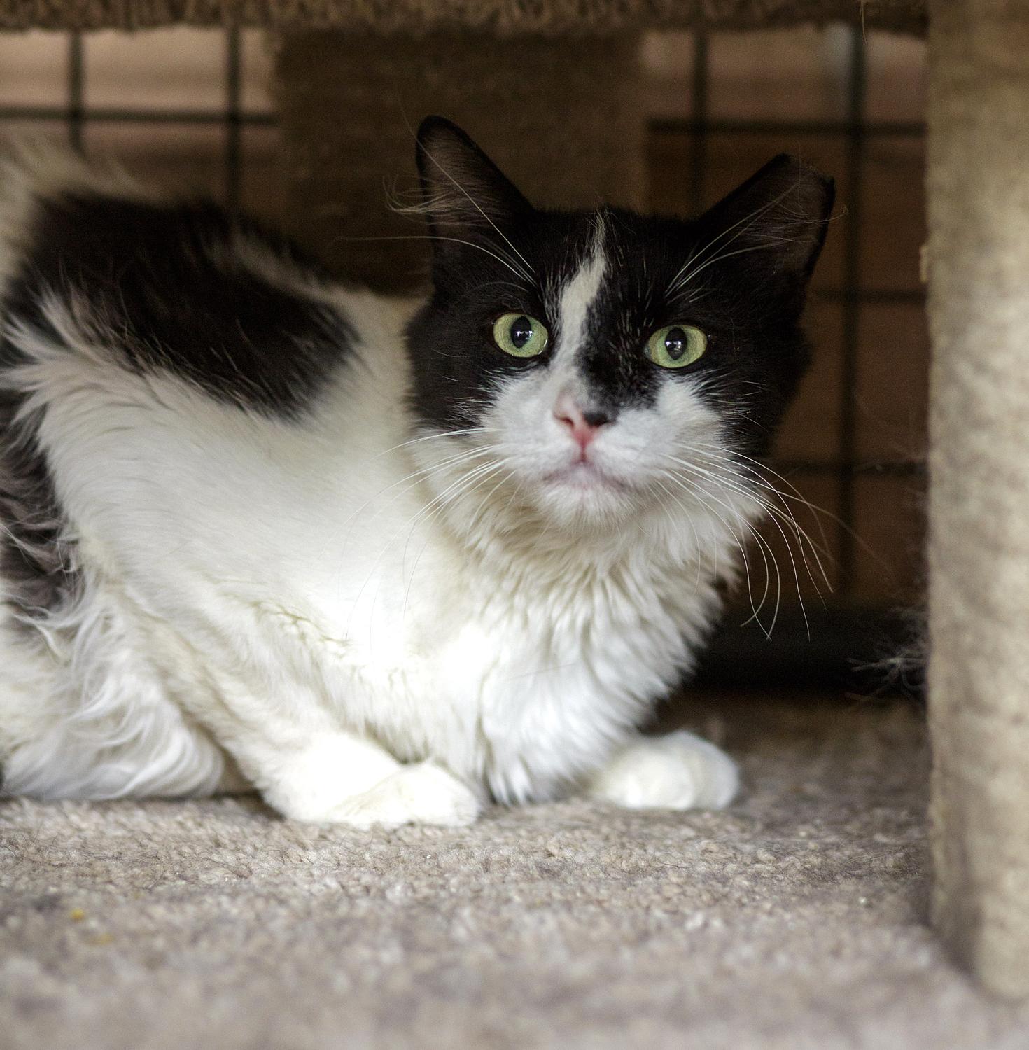 Enlarge Rock, a Adoptable Domestic Short Hair in Marana, AZ image 2/2