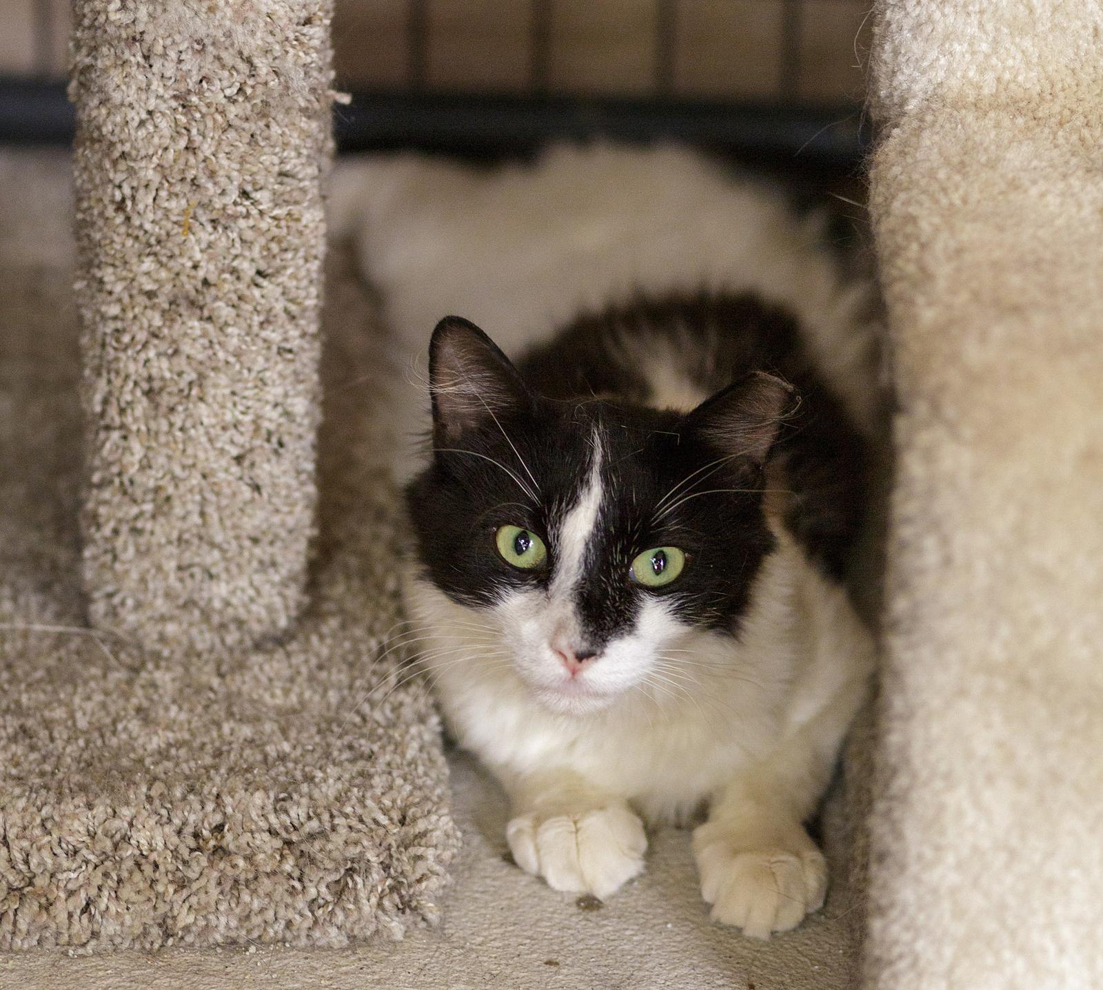 Rock, Adoptable, Adult Male Domestic Short Hair.