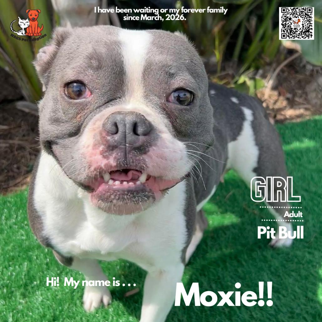 Enlarge Moxie, a Adoptable Pit Bull Terrier in Westminster, CA image 1/2