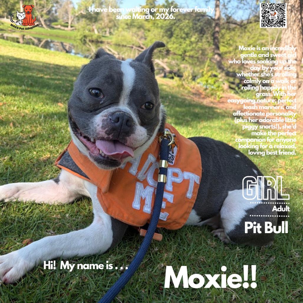 Enlarge Moxie, a Adoptable Pit Bull Terrier in Westminster, CA image 2/2