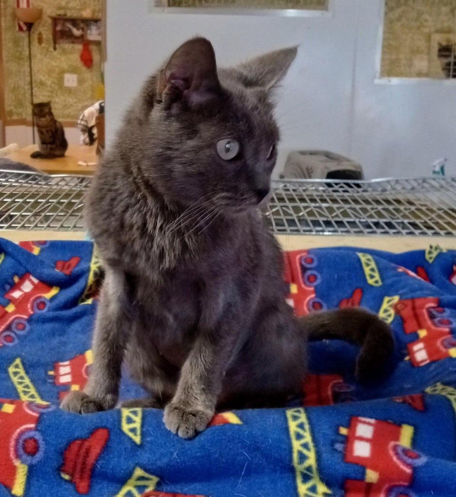 Yelena (Elaina), Adoptable, Young Female Domestic Short Hair.