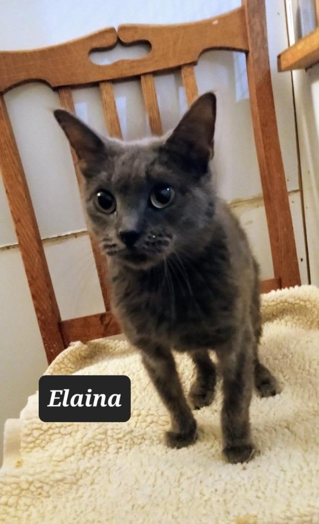 Yelena (Elaina), a Adoptable mixed breed in Buffalo, MO image 1/3